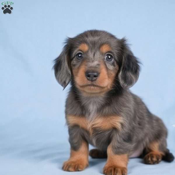 Bella, Dachshund Puppy